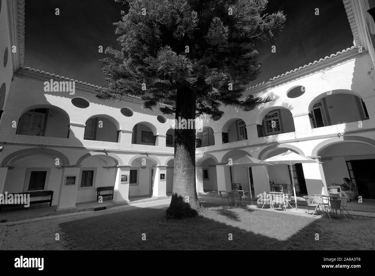 Sommer Blick des Convento do Espírito Santo und den hoch aufragenden Norfolk Pine Tree, Loulé, Algarve, Portugal, Europa Stockfoto
