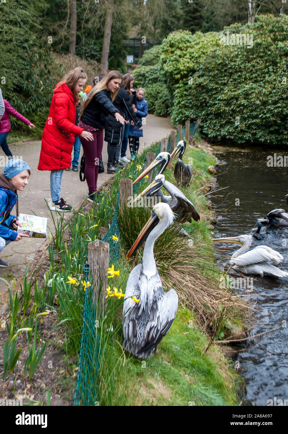 Walsrode, Deutschland, 2. April 2019: Pelikane auf dem Gras von der See, die Menschen zu ernähren, in einer Geflügelfarm Stockfoto