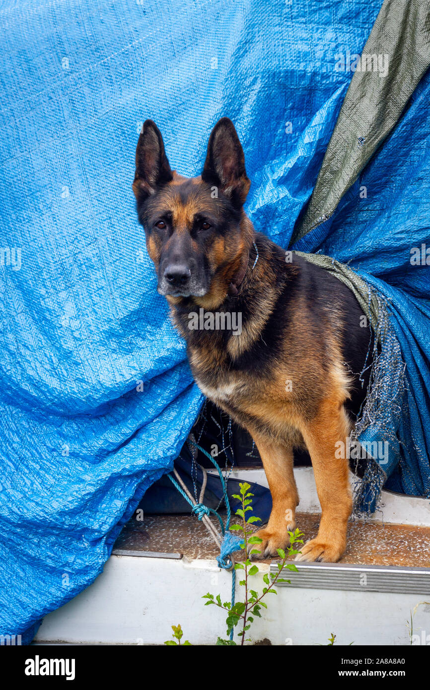 Deutscher Schäferhund stehend wachsam Stockfoto