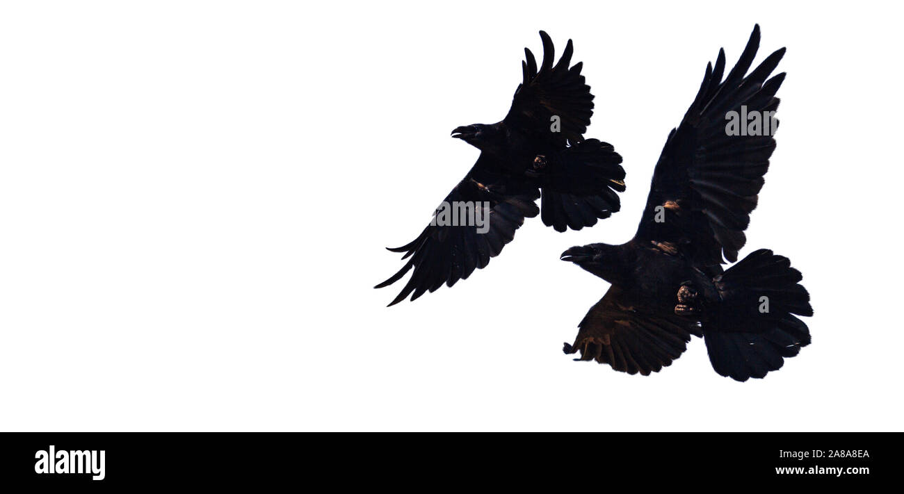 Zwei schwarze Raben im Flug auf weißem Hintergrund, der Nordischen Mythologie Stockfoto