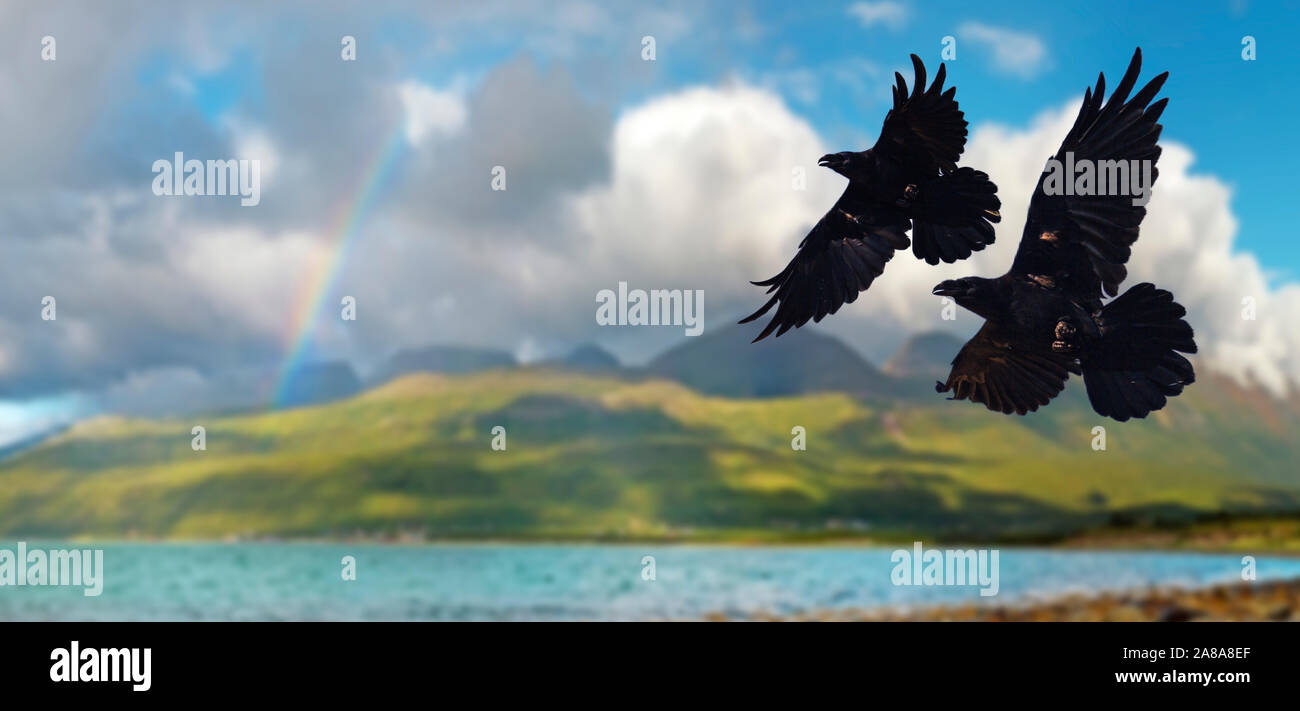 Zwei schwarze Raben fliegen vor dem Hintergrund der skandinavischen Fjorden, der Nordischen Mythologie Stockfoto