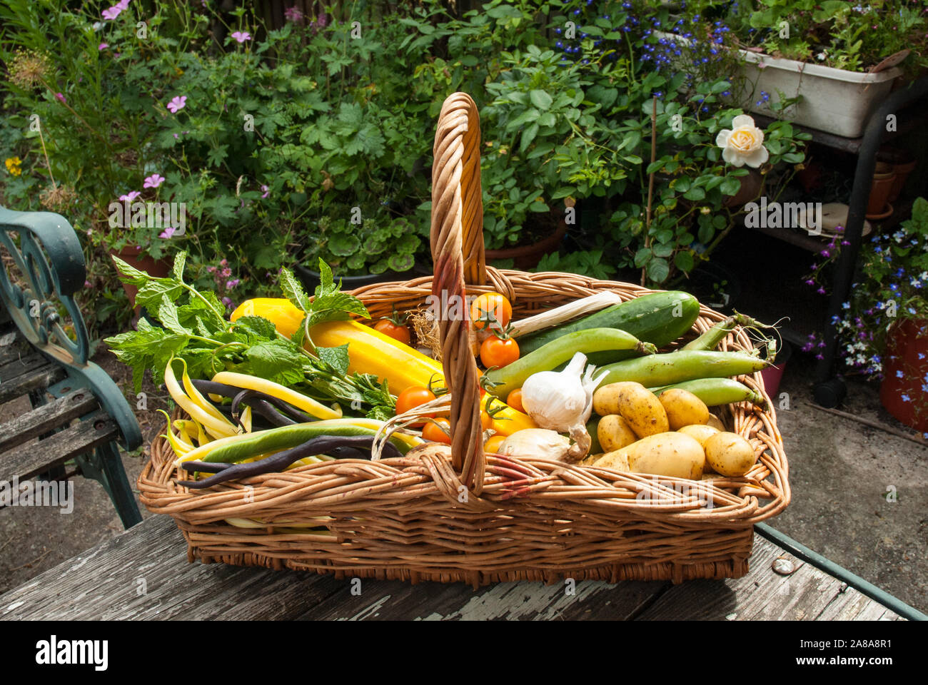 Einen bunten Korb von selbst angebauten Sommer Gemüse Stockfoto