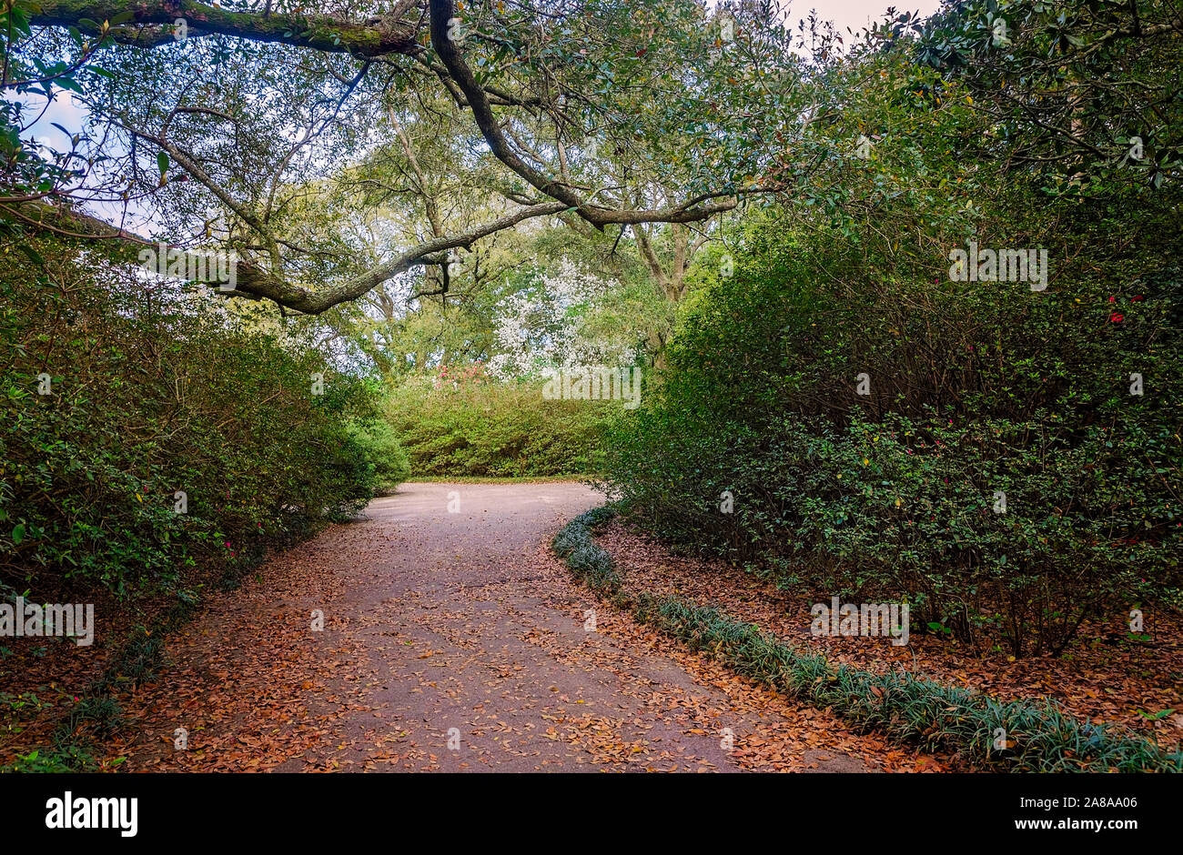 Ein gewundener Pfad führt durch Bellingrath Gardens, 24. Februar 2018, in Theodore, Alabama. Die 65 Hektar großen Gartenlandschaft eröffnet im Jahr 1932. Stockfoto