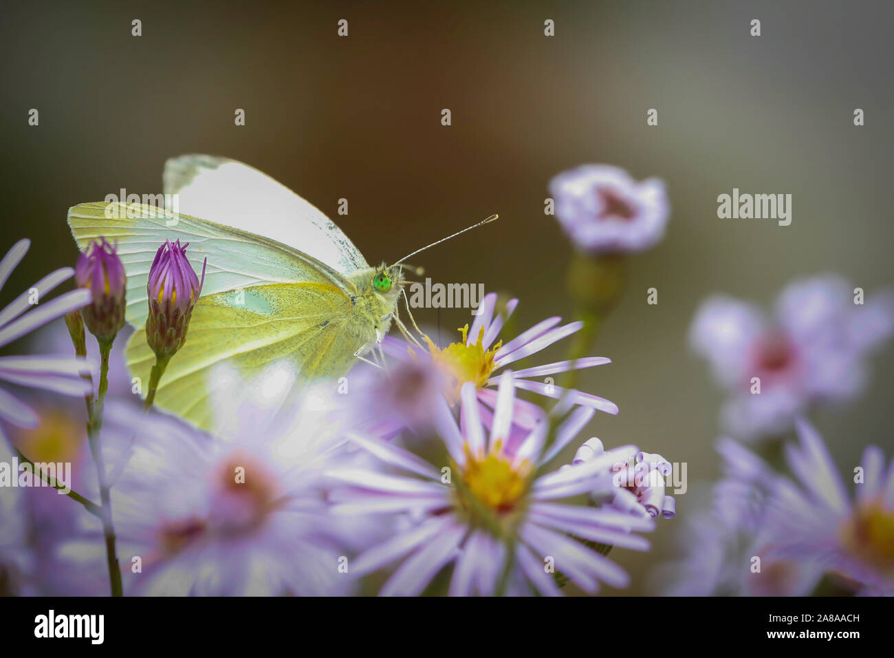 Grün Schmetterling auf einer wunderschönen Blume Stockfoto