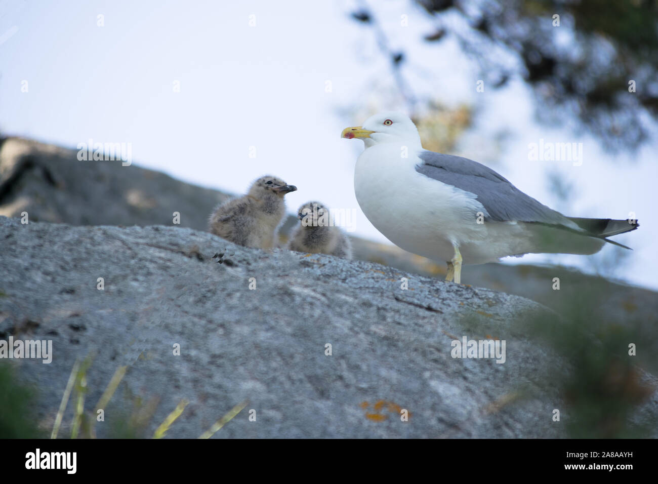 Seagull Familie mit zwei Küken Stockfoto