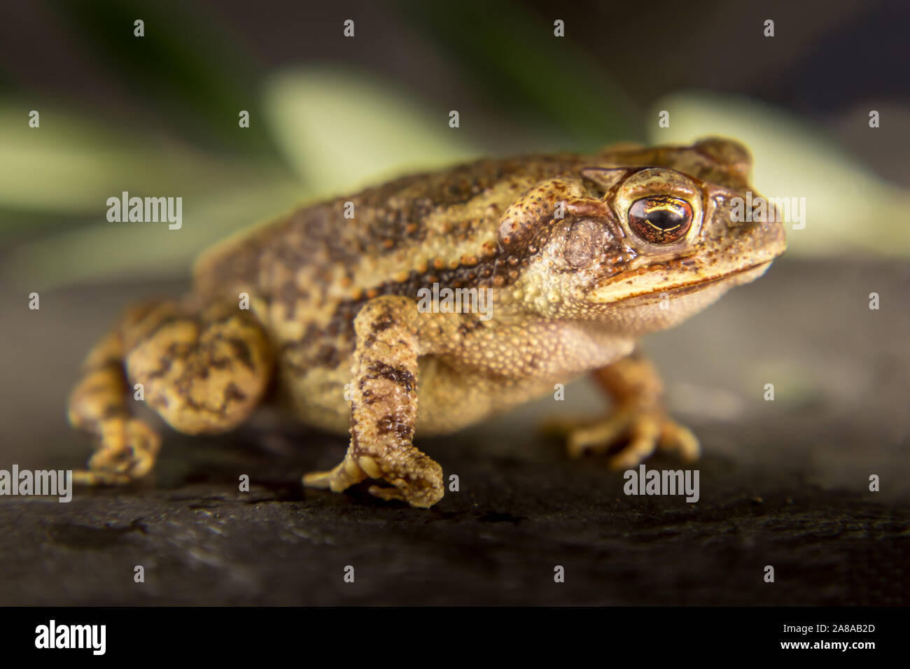 Close-up Leopard frog Lithobates berlandieri Stockfoto