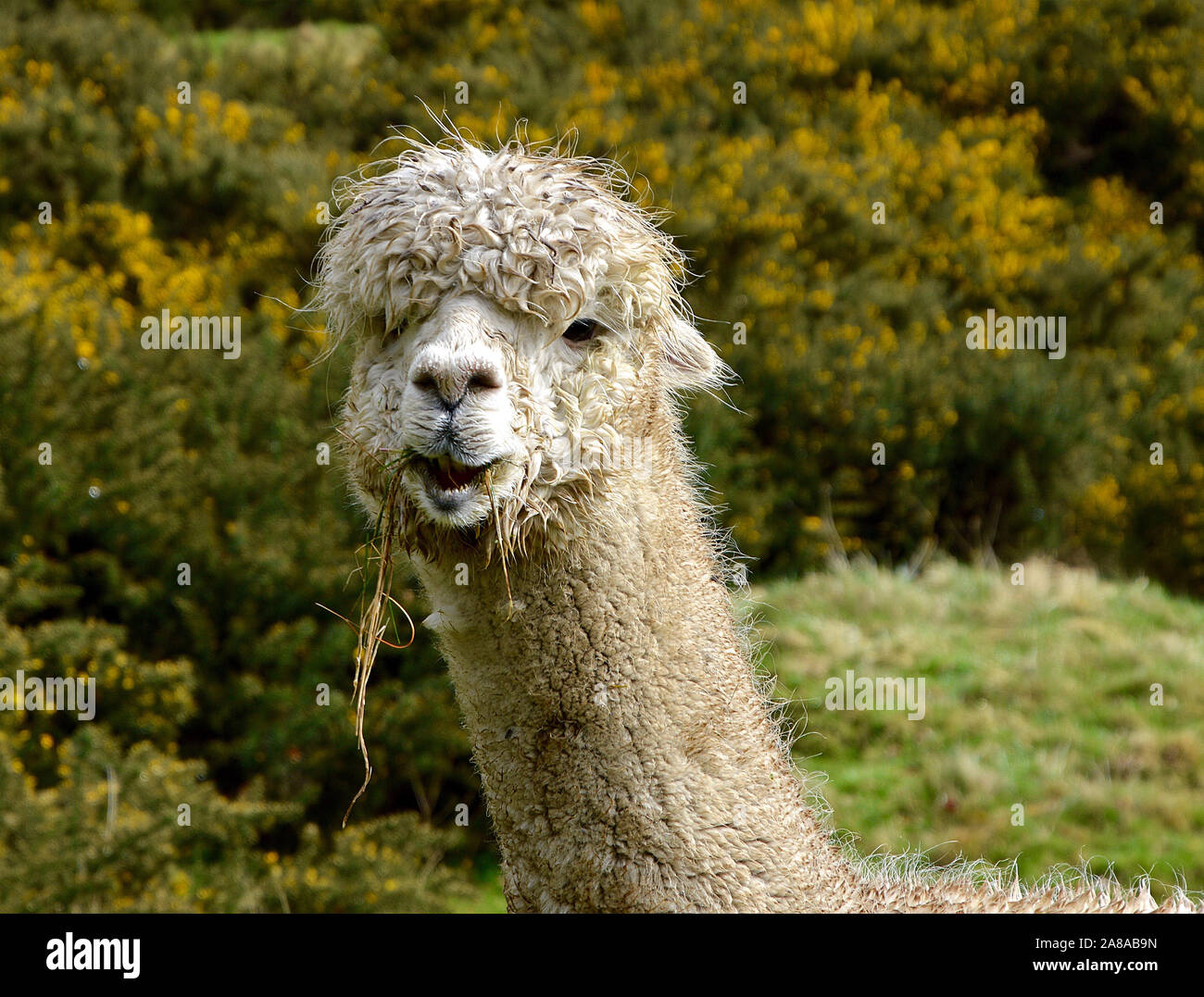 Alpaca eating grass Fotos und Bildmaterial in hoher Auflösung Alamy