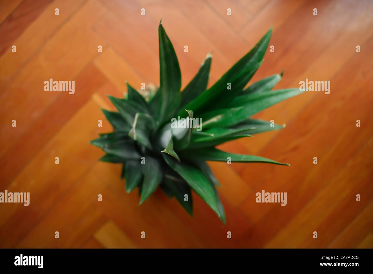 Ananas-Blätter Stockfoto