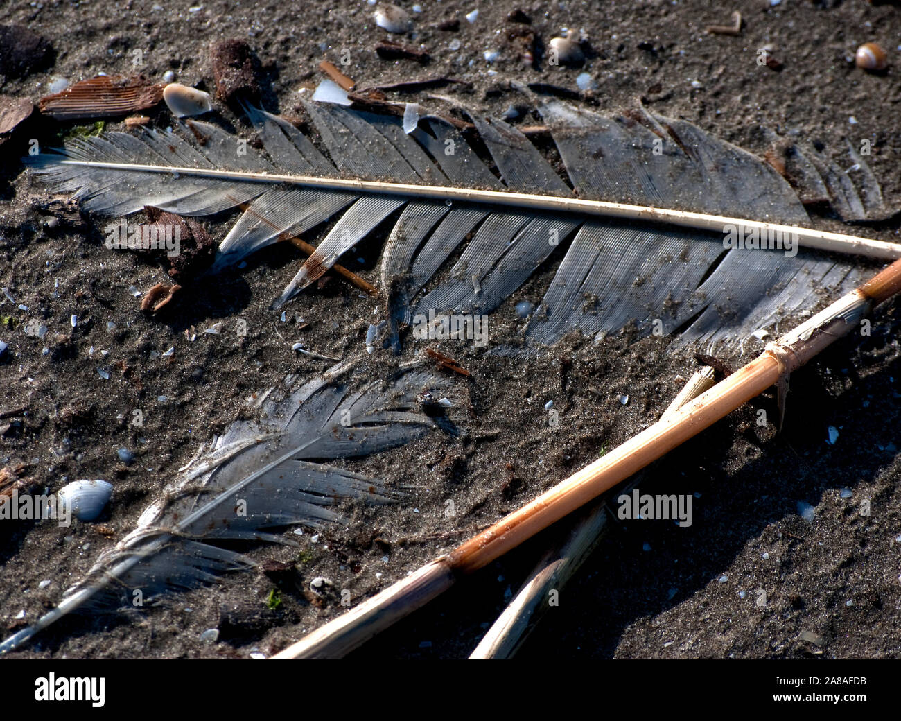 Vogelfedern am Strand liegen unter anderen Ablagerungen März 6, 2011 in Grand Isle, Louisiana. Die Insel ist stark von der BP Oil Spill beeinflusst. Stockfoto