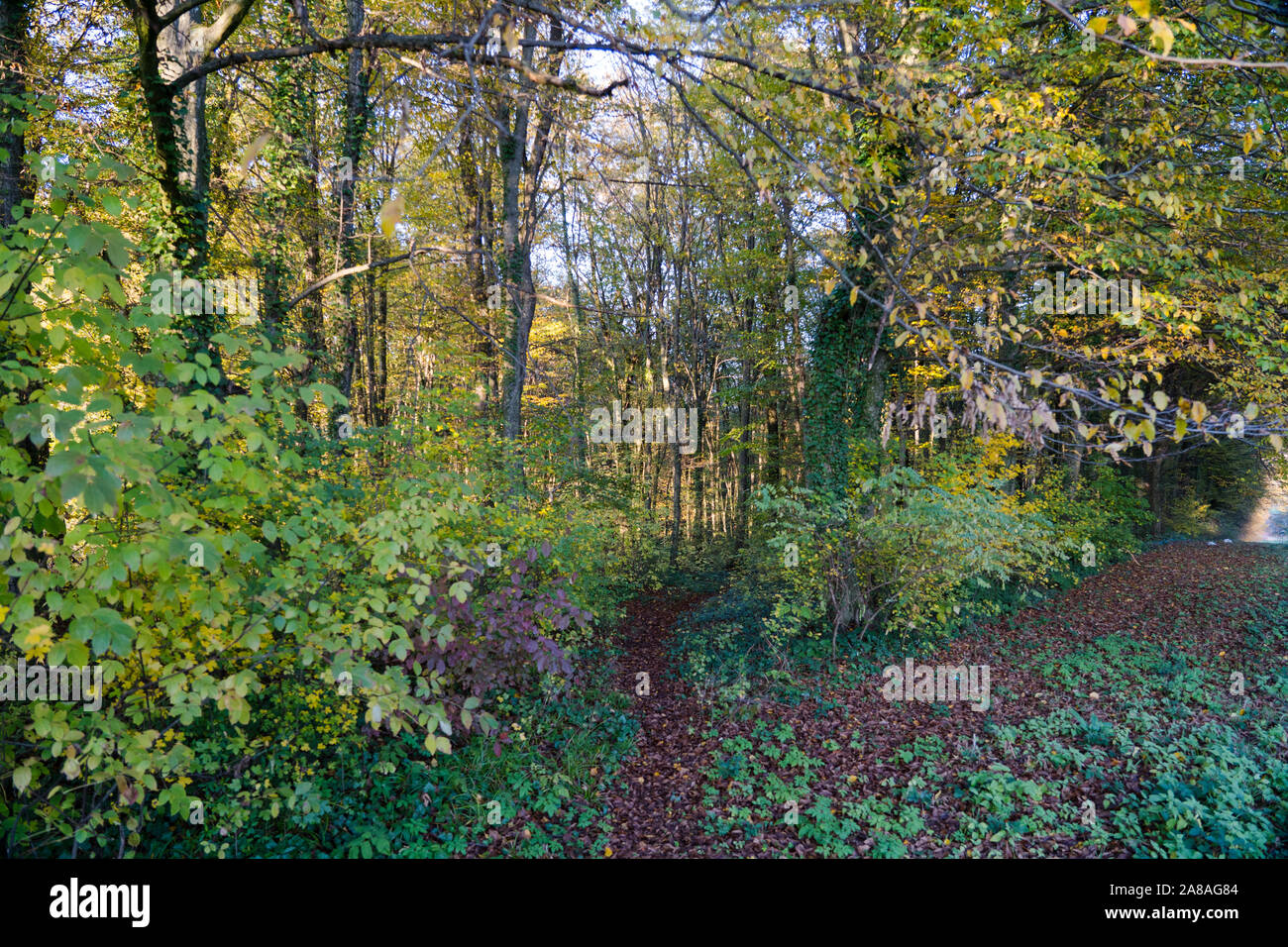 Wald 'dEdrückt" im Herbst Farben Stockfoto