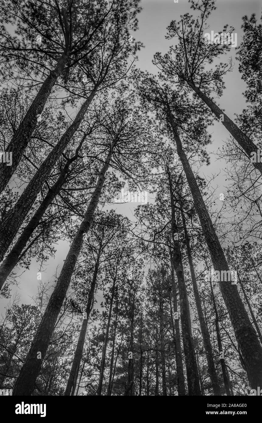 Die Pinien erreichen für den Himmel in Jeff Busby Park, entlang den Natchez Trace in der Nähe von Ackerman, Mississippi. Stockfoto