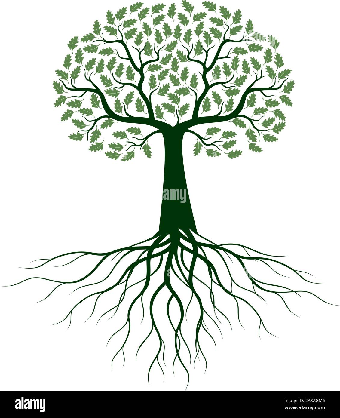 Grün Isoliert Eiche Baum mit Wurzeln auf weißem Hintergrund. Vector Illustration und Konzept. Pflanze im Garten. Stock Vektor