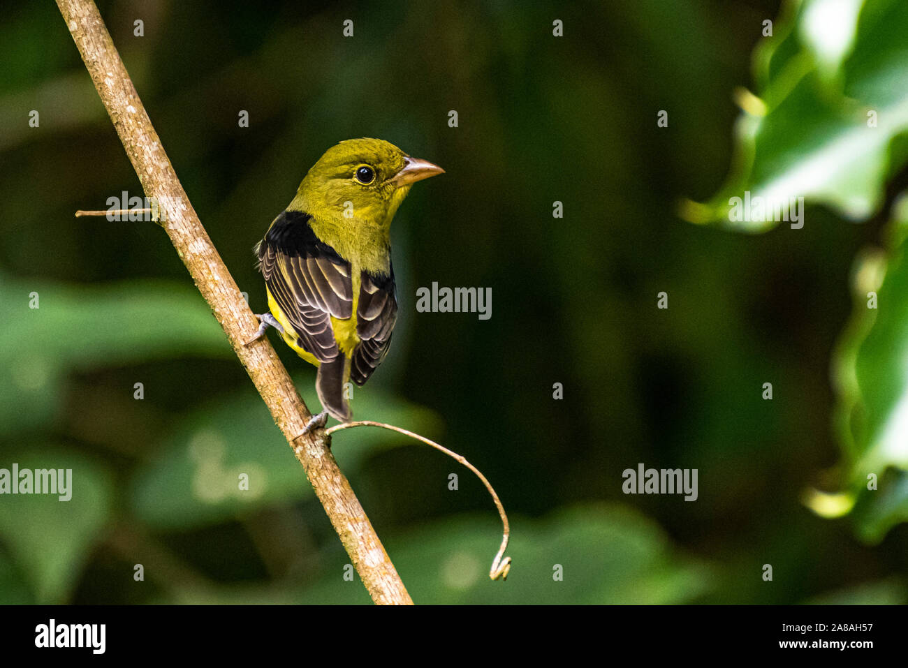 Wenig Olivenöl grüner Vogel thront mit dunkelgrünem Hintergrund Bild in Panama genommen Stockfoto