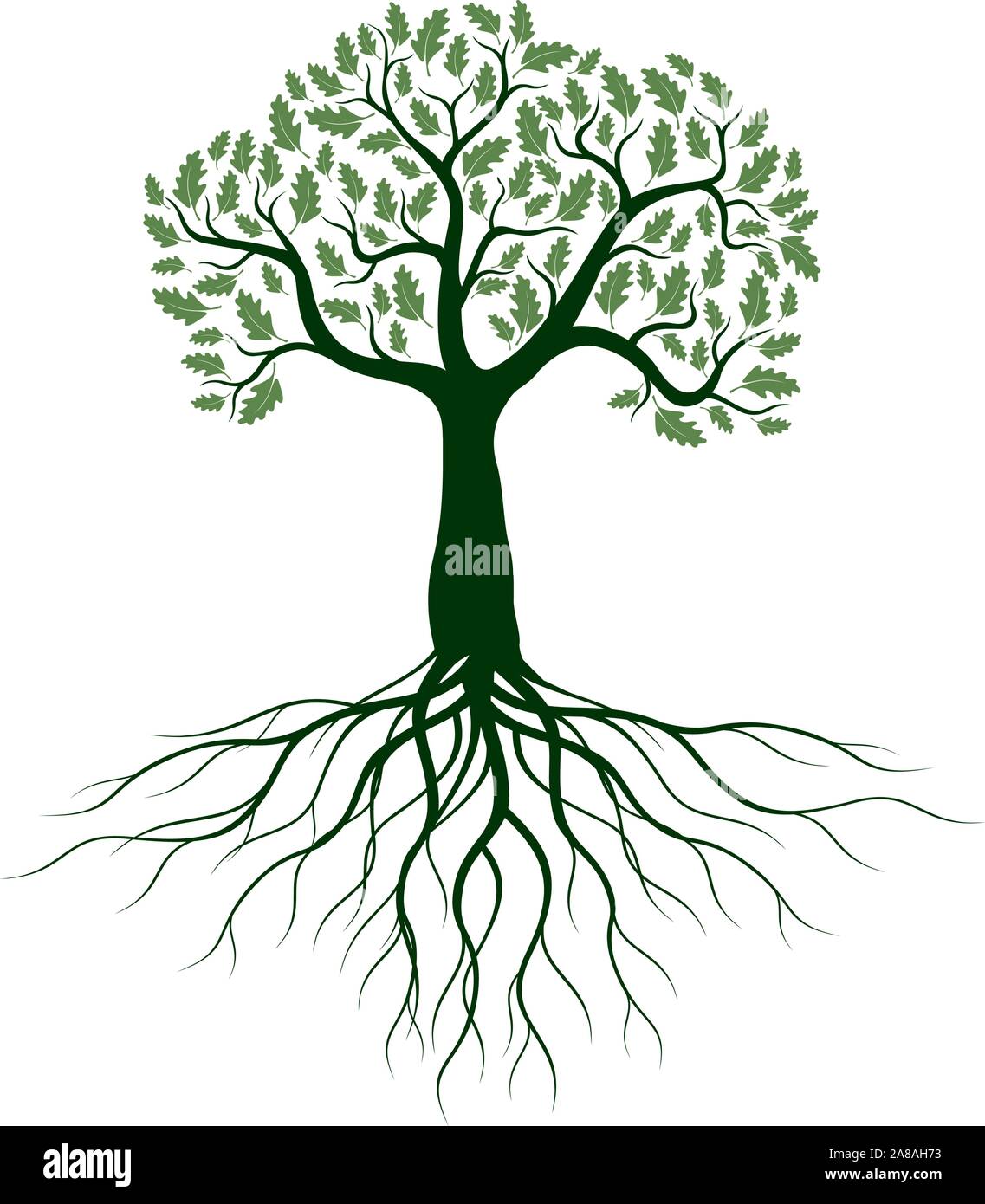 Grün Isoliert Eiche Baum mit Wurzeln auf weißem Hintergrund. Vector Illustration und Konzept. Pflanze im Garten. Stock Vektor