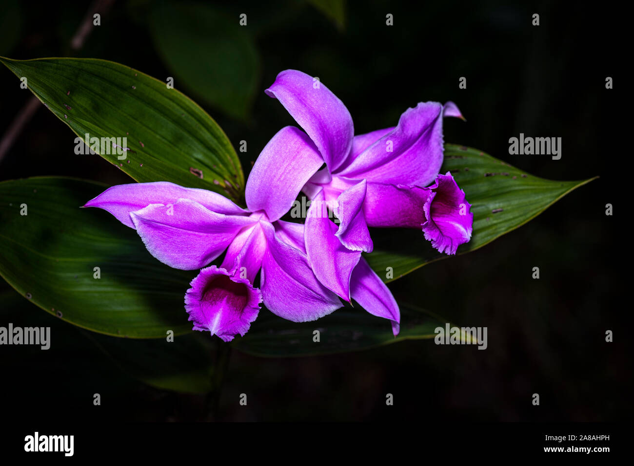 Rosa sobralia Orchidee Bild im Nebelwald von Panama genommen Stockfoto