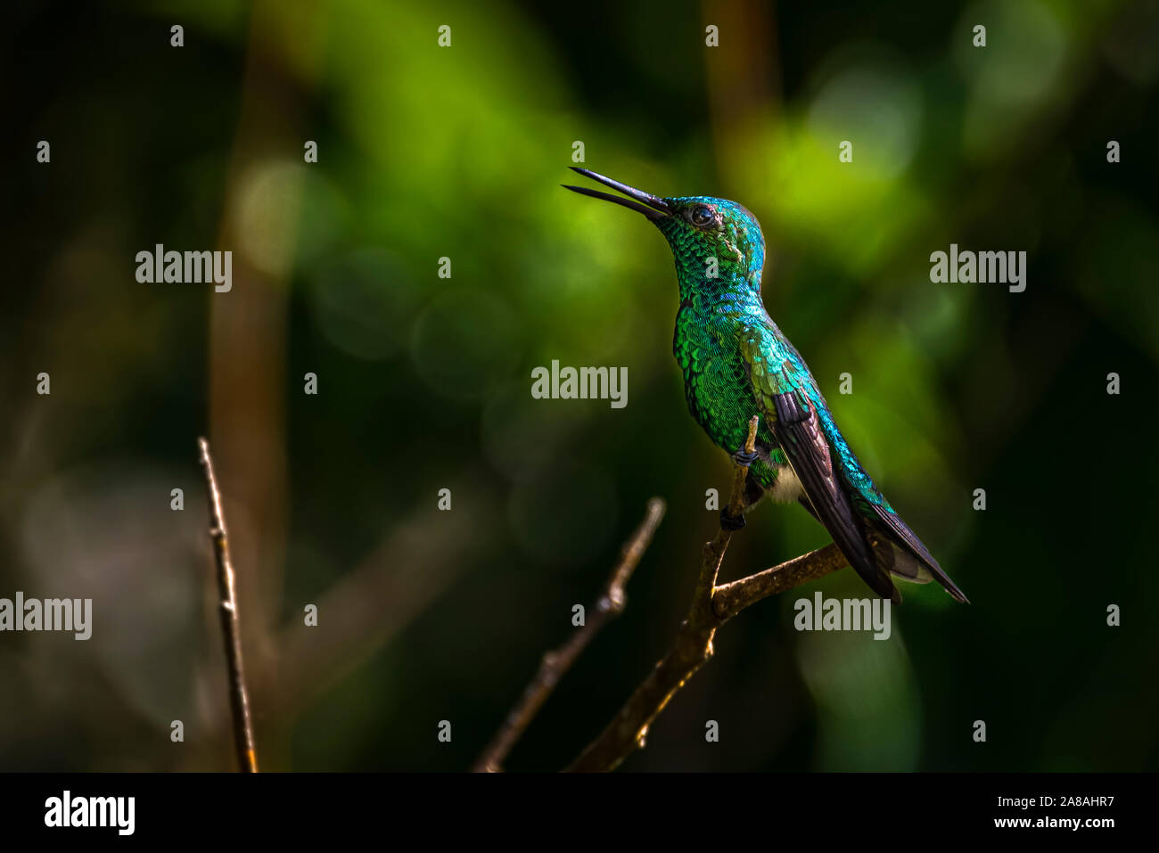 Weiß belüftete plumeleteer Kolibri mit grünem Hintergrund Bild in Panama genommen Stockfoto