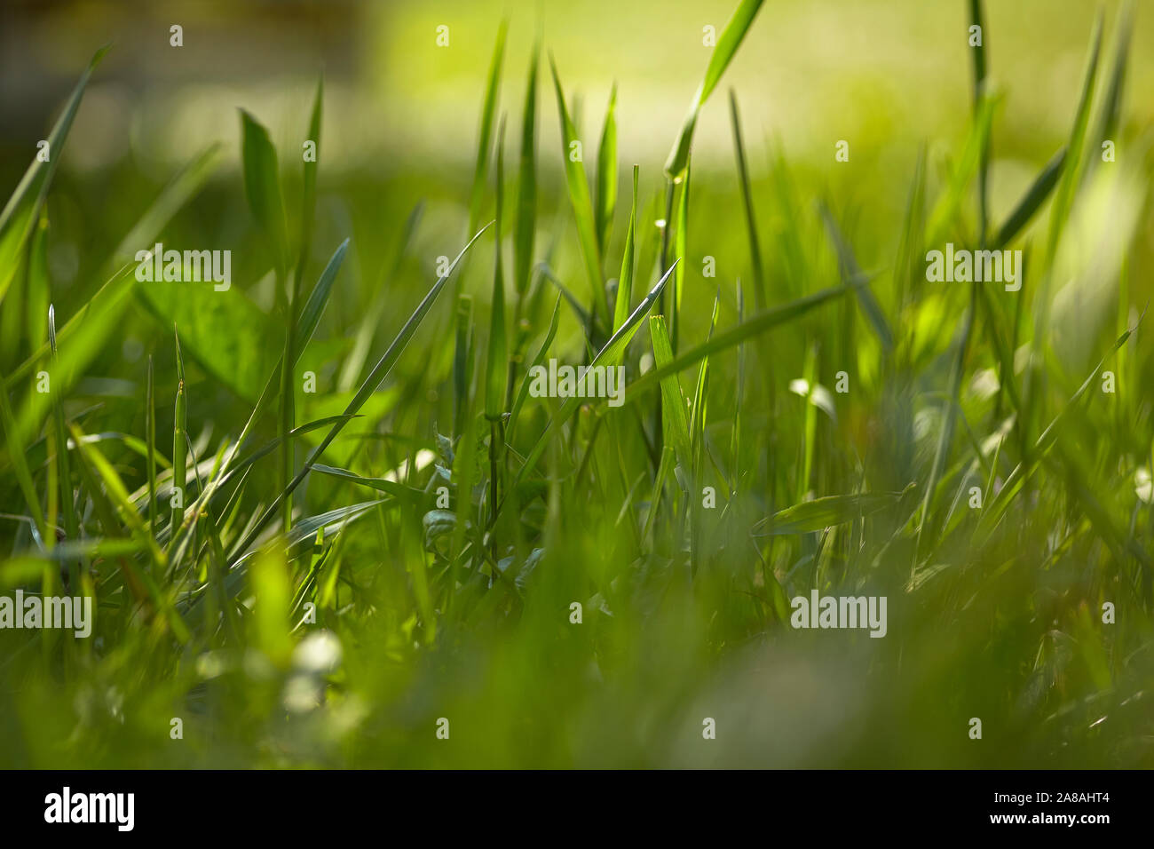 Grashalmen, die von der Sonne geküsst Stockfoto