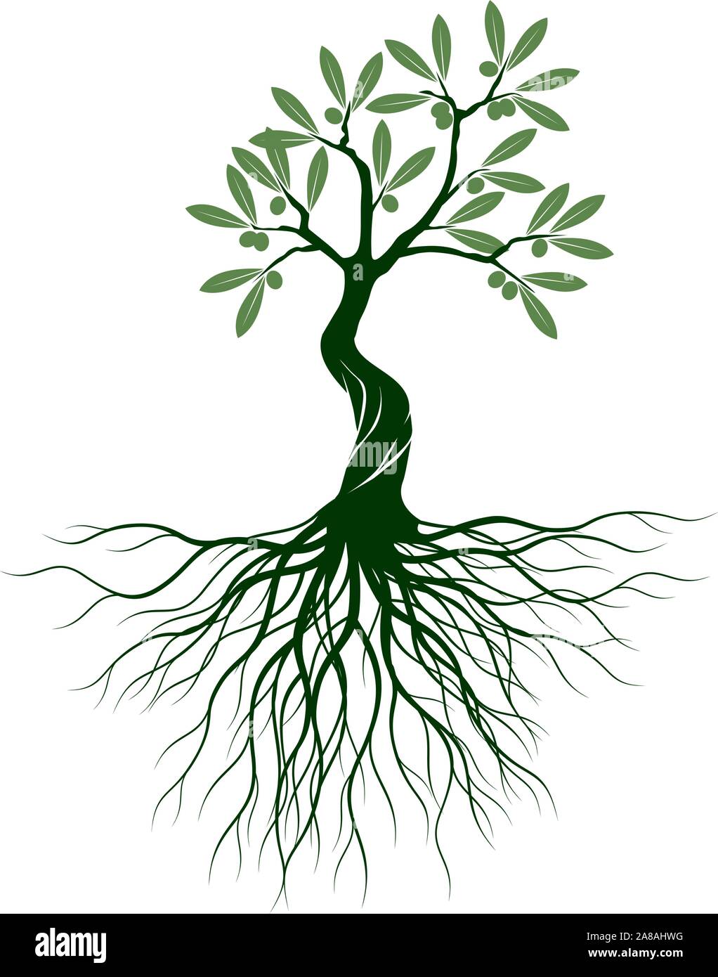 Grün Isoliert Olivenbaum auf weißem Hintergrund. Vector Illustration und concept Piktogramm. Pflanze im Garten. Stock Vektor Grün Isoliert Olivenbaum auf weißem Hintergrund. Vector Illustration und concept Piktogramm. Pflanze im Garten. Stock Vektor