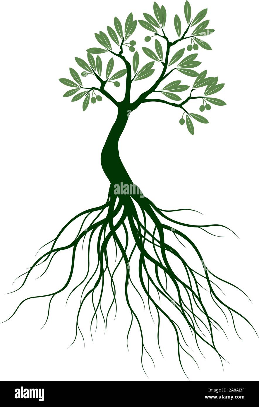 Grün Isoliert Olivenbaum auf weißem Hintergrund. Vector Illustration und concept Piktogramm. Pflanze im Garten. Stock Vektor