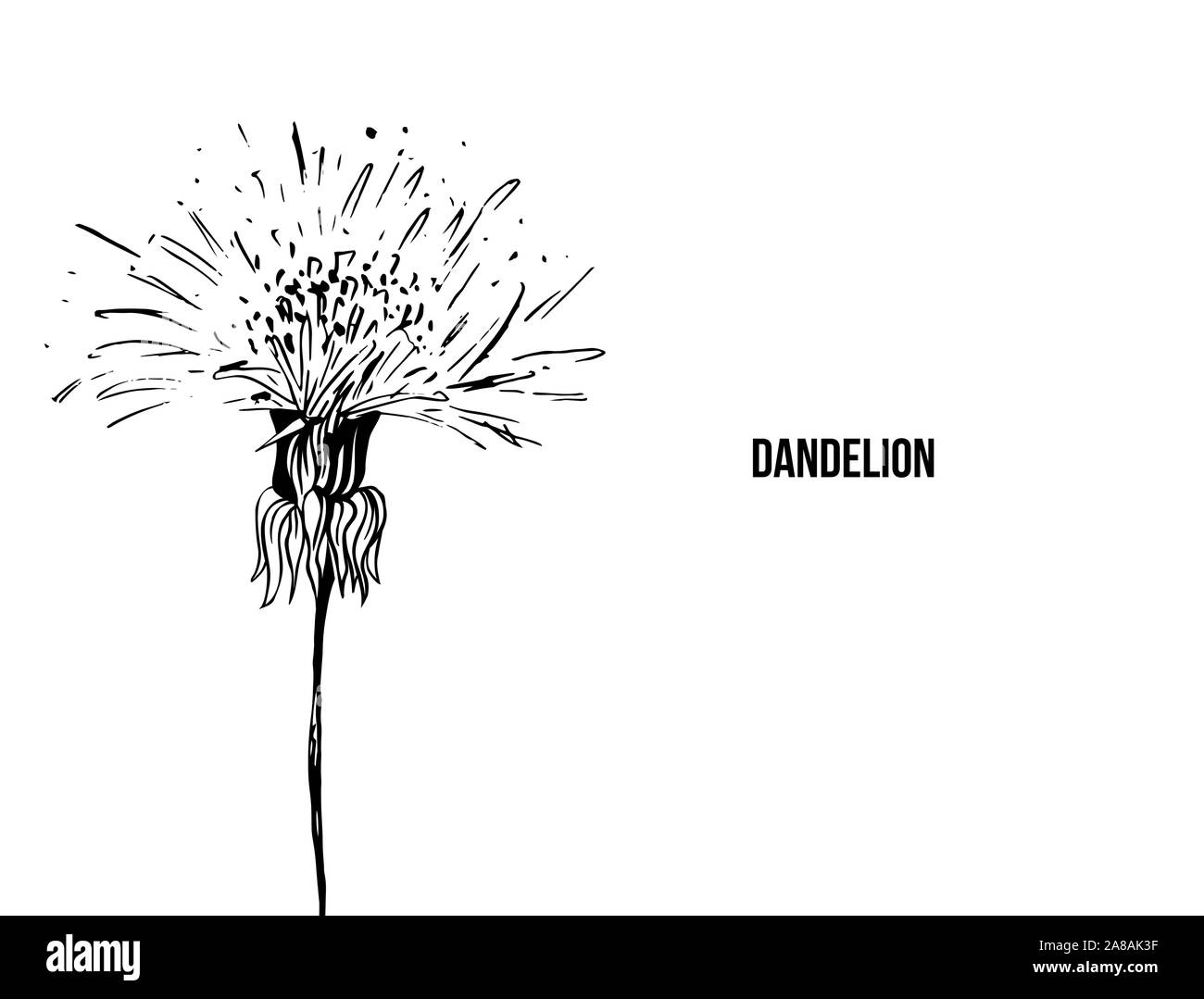 Blühende Löwenzahn freehand Vector Illustration. Feder Honig Pflanze, wildflower skizzieren. Fragile Sommerblume, Taraxacum Blätter und Blüten Schwarzweiß-Gravur. Postkarte, Poster design Element Stock Vektor