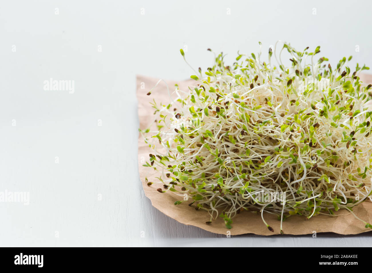 Alfalfa Samen gekeimt, micro Grün auf weißem Hintergrund. Gesunde Ernährung Konzept. Frische Micro Grüns. selektive Fokus, horizontal. Stockfoto