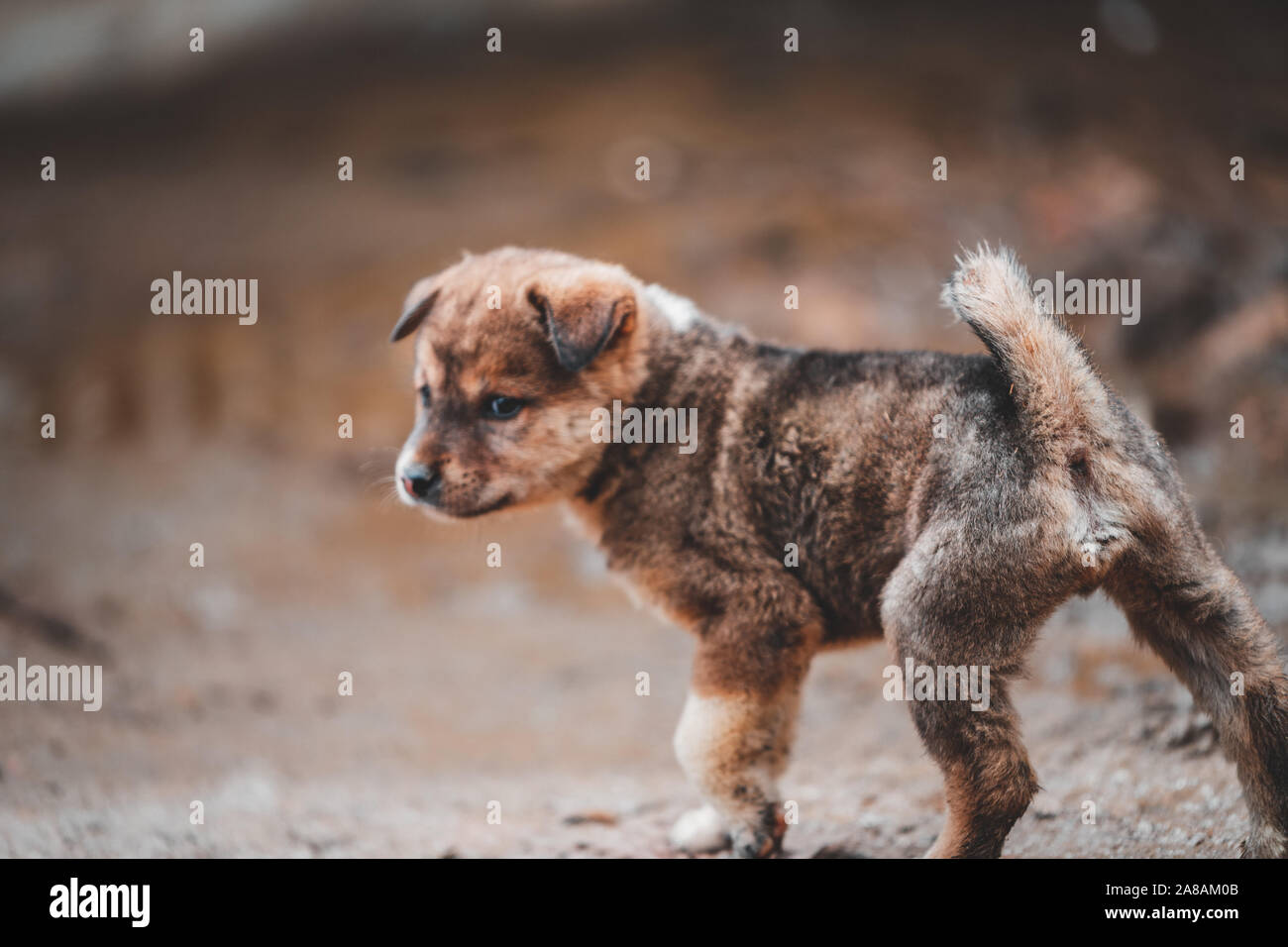 Eine kleine cute puppy wird aufgegeben, in der Bergregion von Sapa in Vietnam, wie es ist hungrig und Sucht nach Essen links Stockfoto