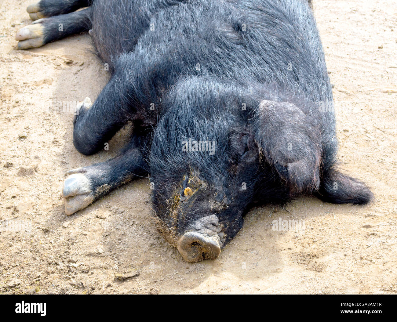 Schlafen schwarz Guinea hog im Dreck lag Stockfoto