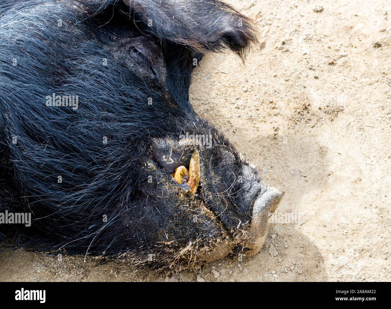 Nahaufnahme eines schlafenden schwarz Guinea hog im Dreck lag mit Kopie Raum Stockfoto