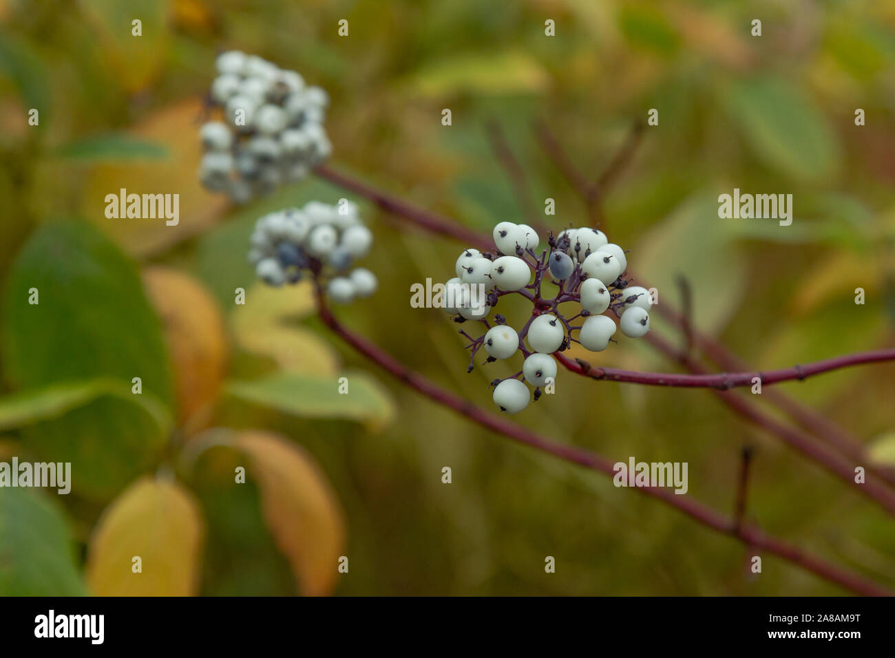 Hartriegel rote beeren Fotos und Bildmaterial in hoher Auflösung Alamy