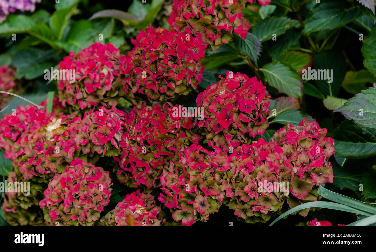 Verblassende hortensie Blumen. Stockfoto