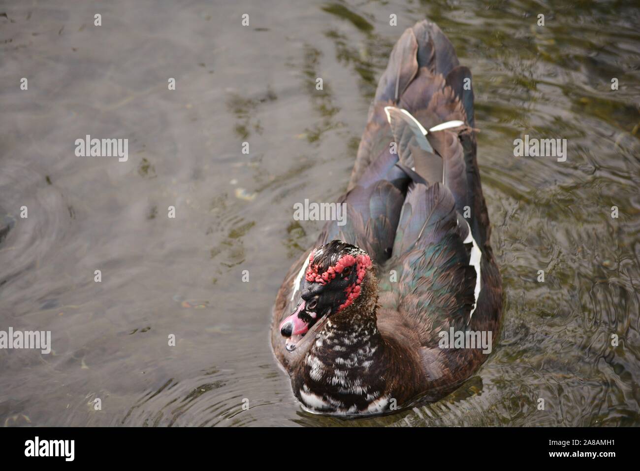 Eine Ente namens cairina moschata mit den roten Kopf Stockfoto