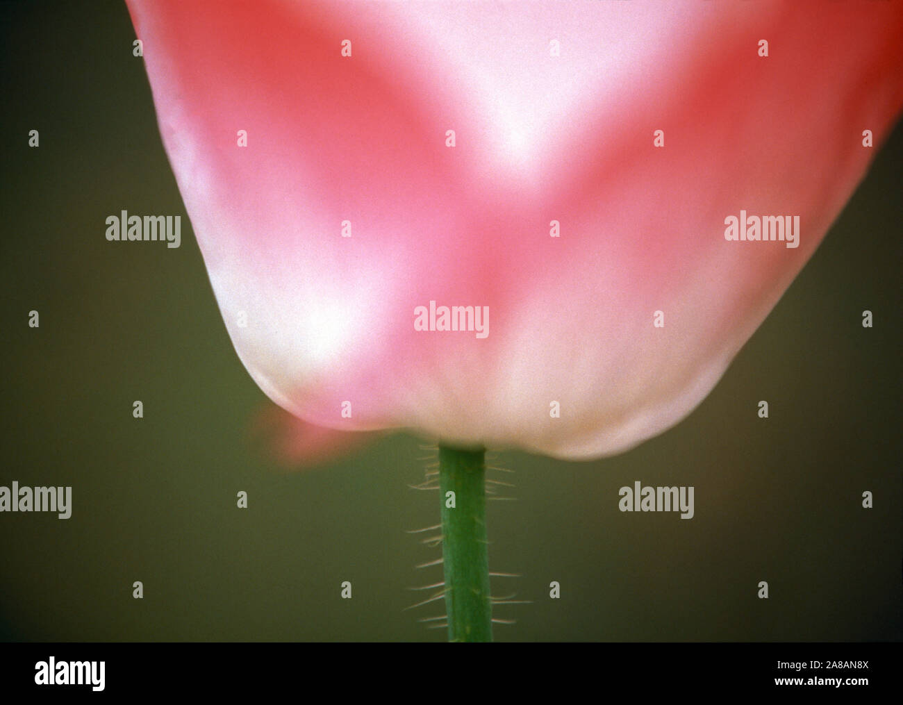 Extreme close-up von rosa Tulpe Blume Stockfoto
