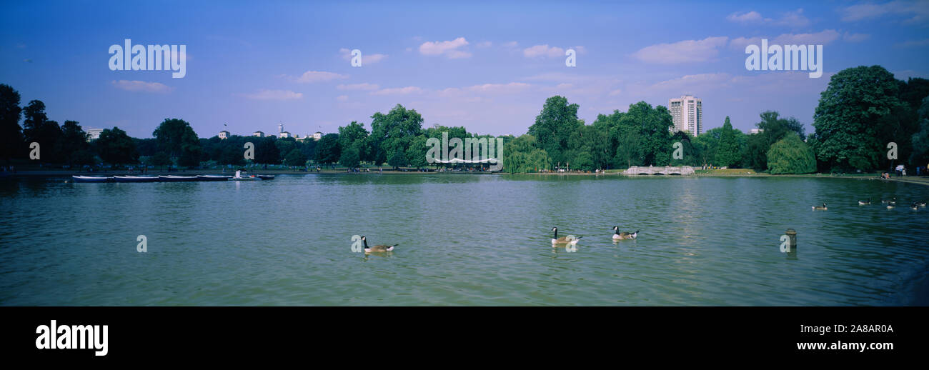 Hohe Betrachtungswinkel von Enten im See, Hyde Park, London, England Stockfoto