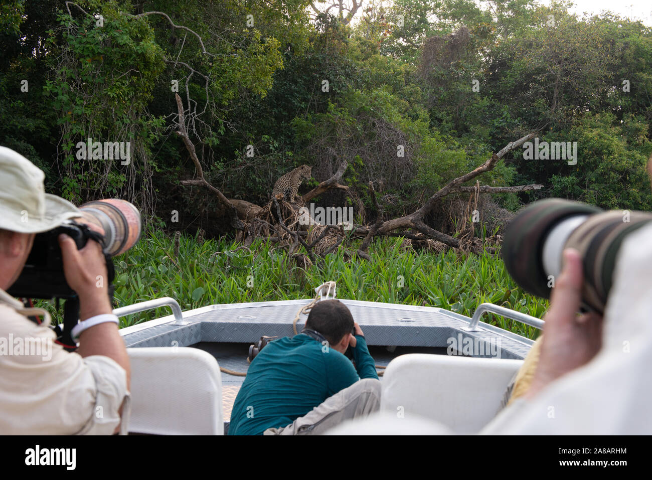 Touristen noch ein Wild Jaguar in Nord Pantanal vom Boot aus Stockfoto