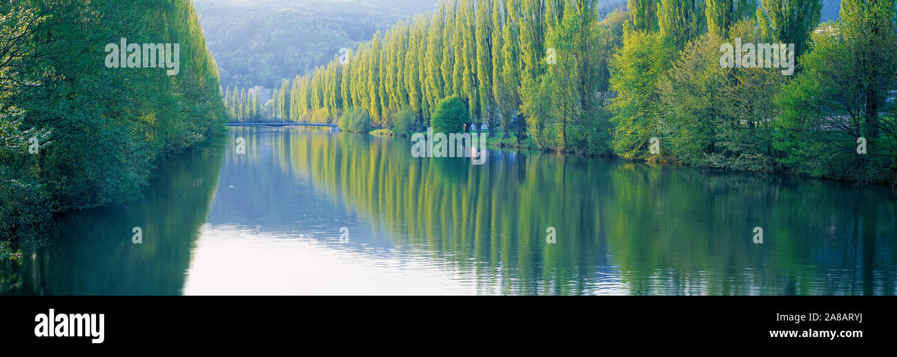 Ansicht der Pappeln am Flussufer, Kanton Aargau, Schweiz Stockfoto