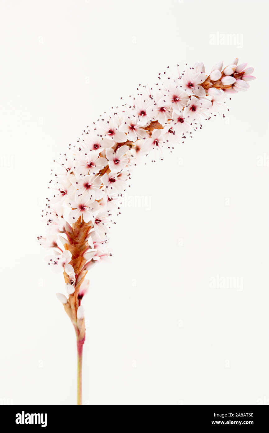 Closeup Bild von Persicaria affinis 'Darjeeling Red' vor einem weißen Hintergrund Stockfoto