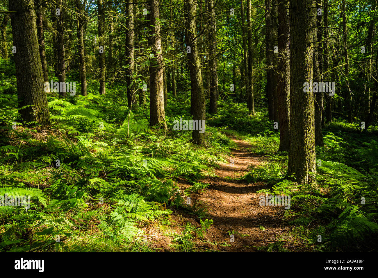 Heatherdene, nr Ladybower Reservoir, Peak District National Park Stockfoto