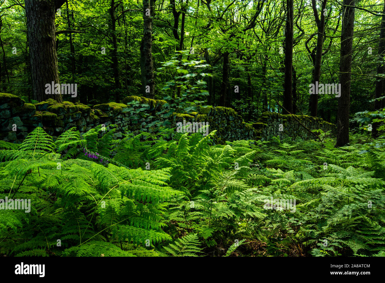 Heatherdene, nr Ladybower Reservoir, Peak District National Park Stockfoto
