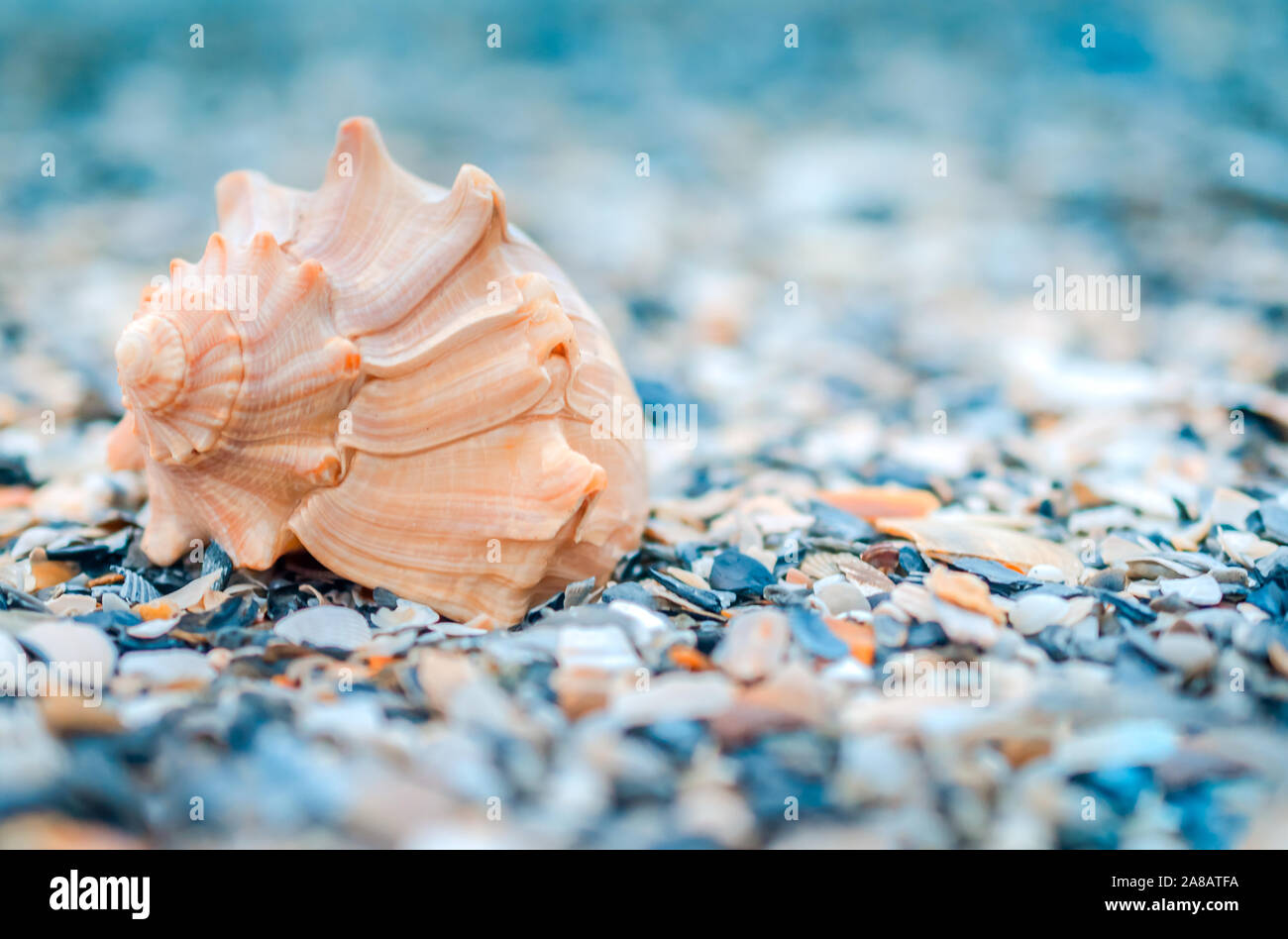 Eine genoppte Wellhornschnecken seashell (busycon Carica) legt auf Folly Beach, Oktober 12, 2015, in der Folly Beach, South Carolina. Stockfoto