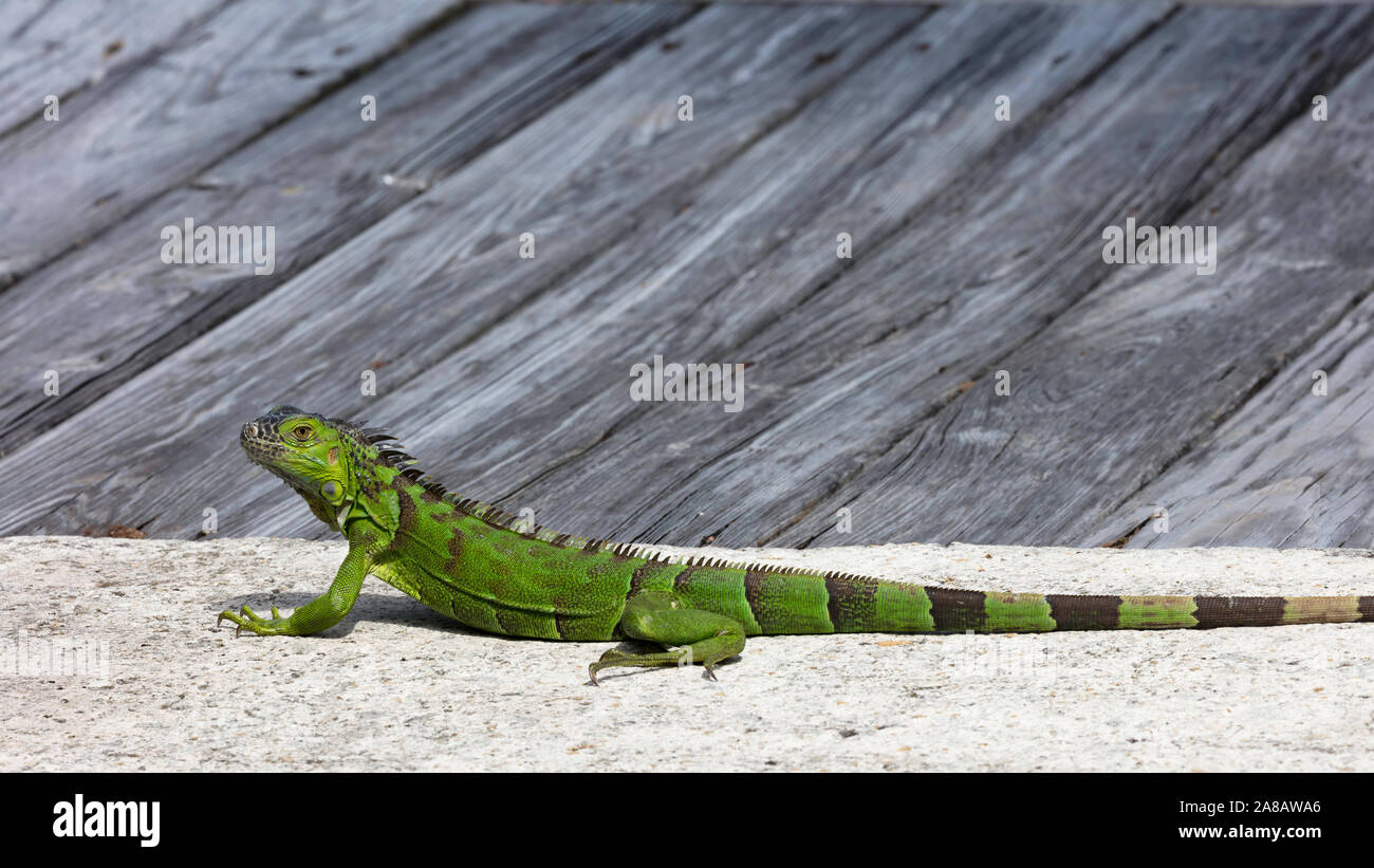 Iguana liegen auf der Pier, Florida, USA Stockfoto