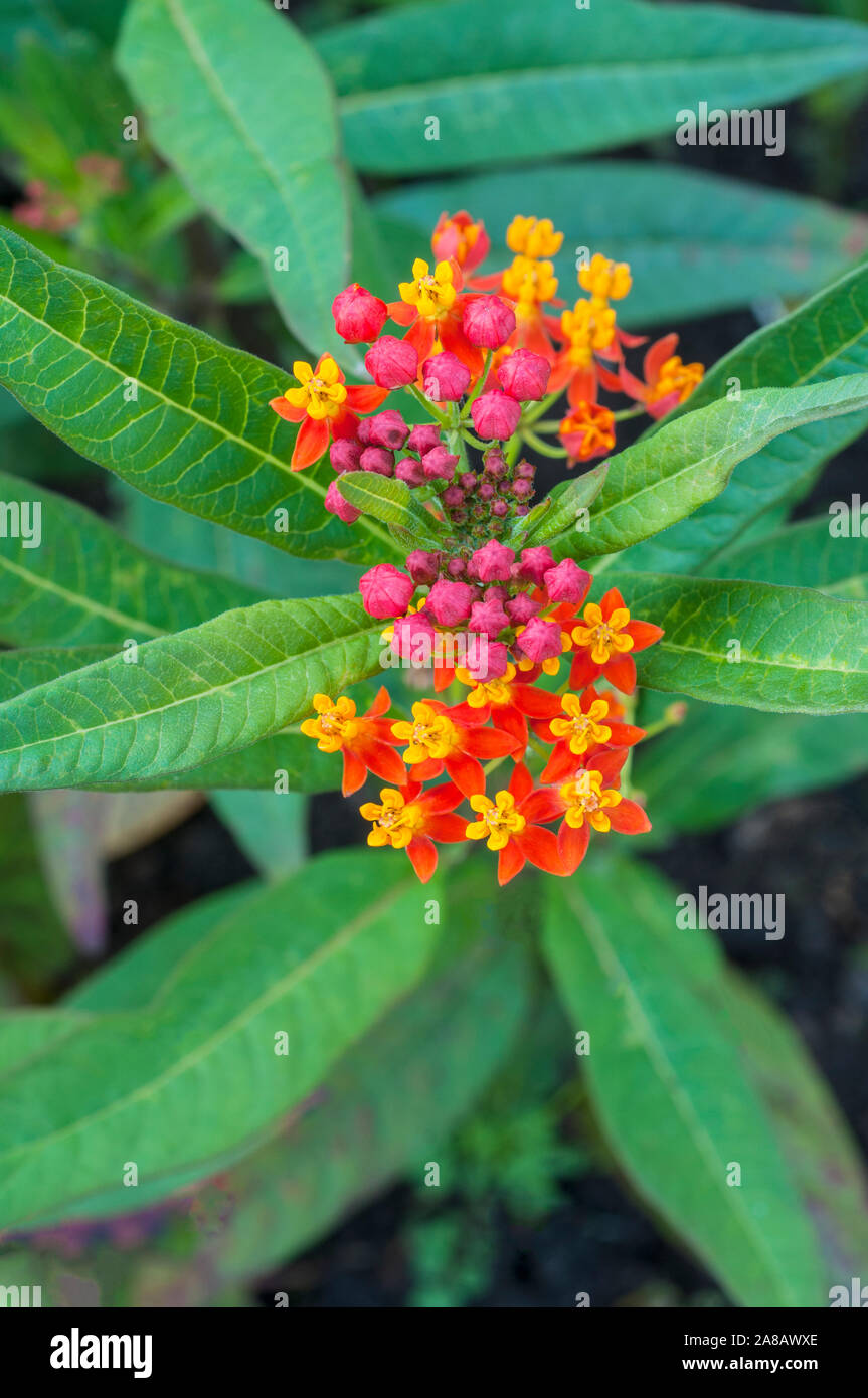 Asclepias curassavica seidig Serie. Eine subshrub, ist eine immergrüne Staude aber normalerweise angebaut als jährliche Bloodflower Milkweed Silkweed Baumwolle Bush Stockfoto