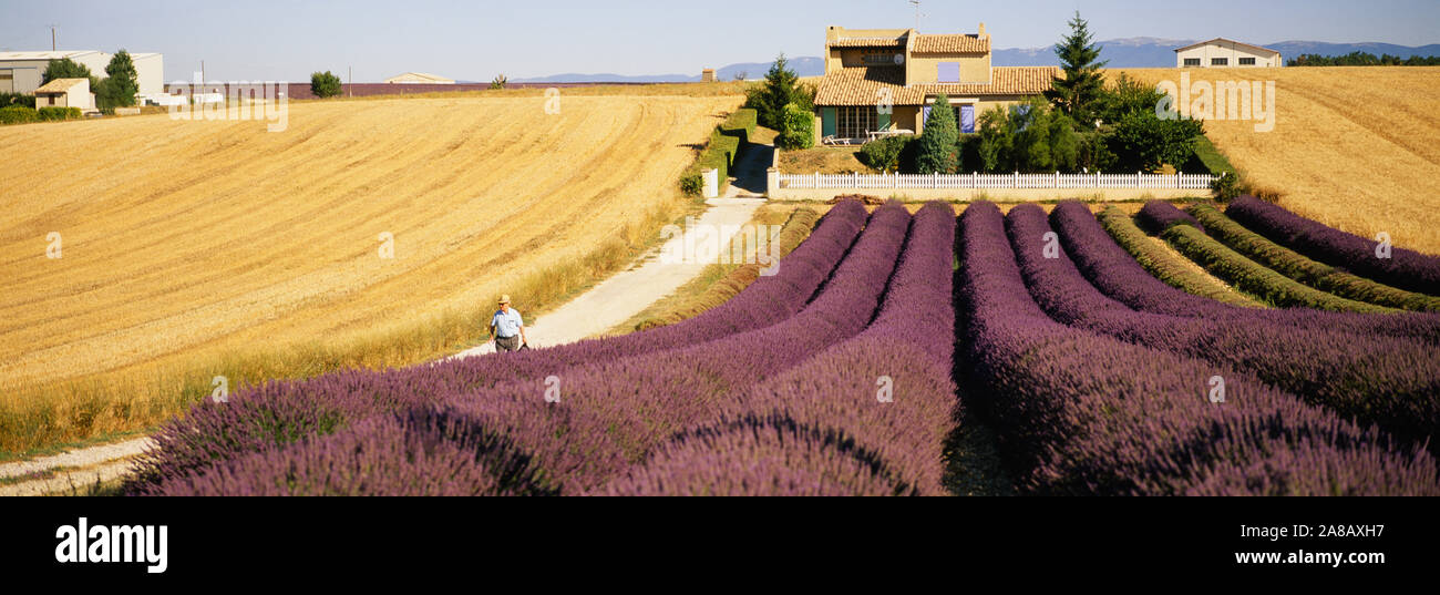 Bereich der Lavendel, Provence, Frankreich Stockfoto