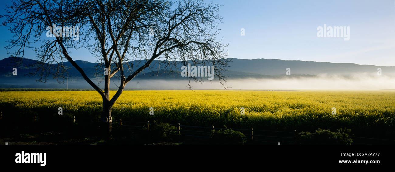 Nebel über Fruchtarten in einem Feld, Napa Valley, Kalifornien, USA Stockfoto