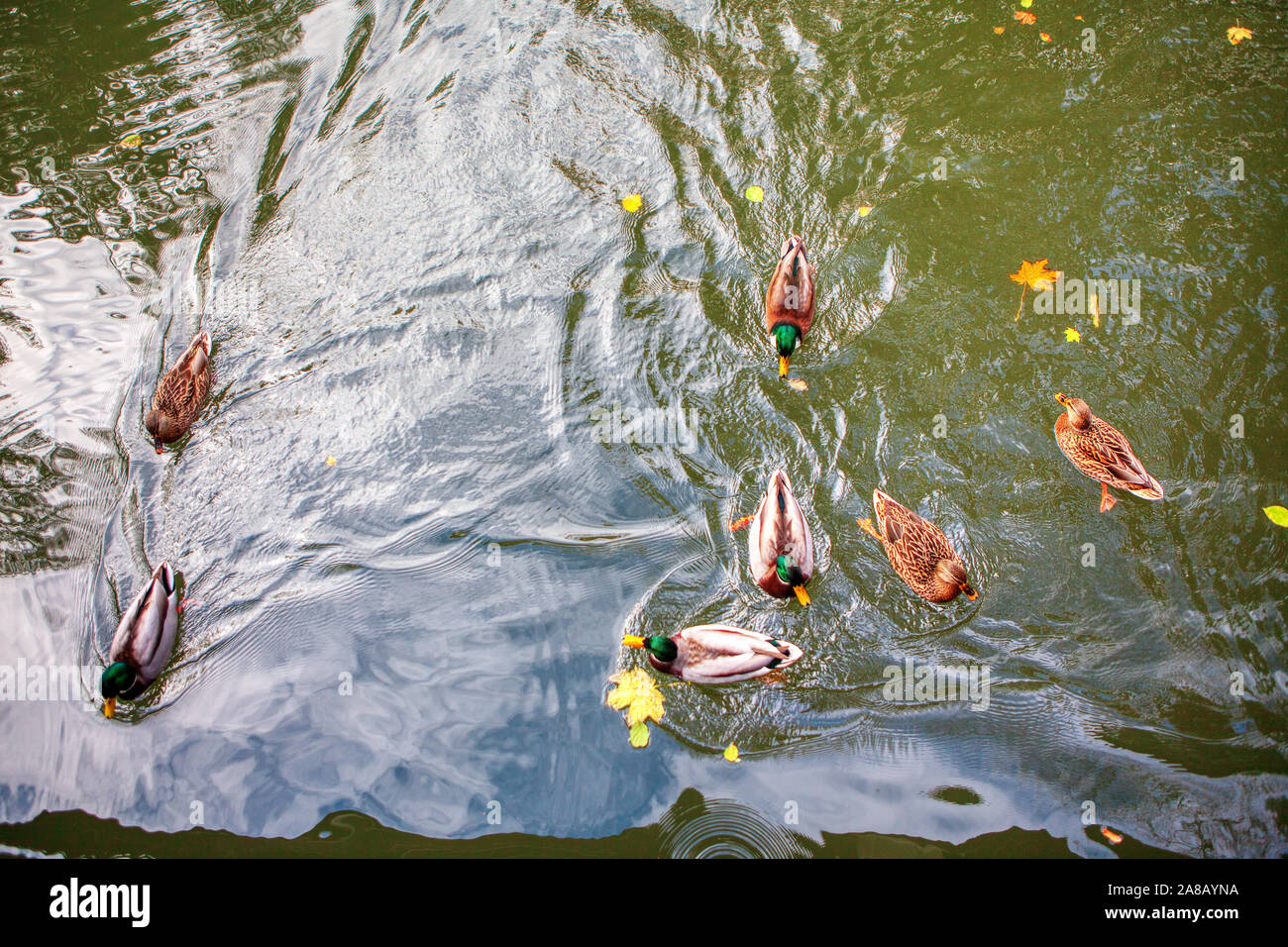 Herde wilder Vögel auf dem Wasser Stockfoto