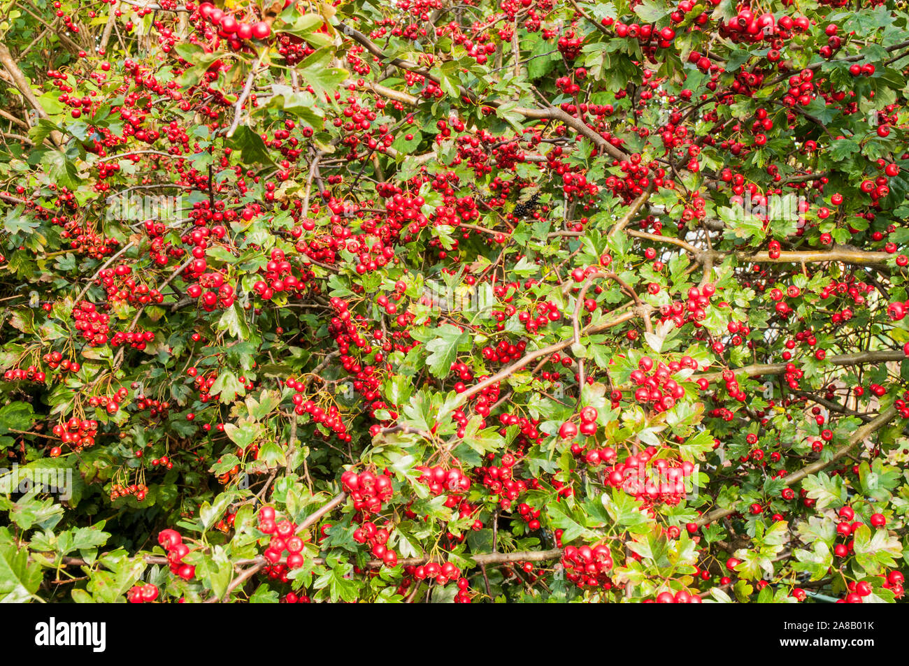 Rote Beeren im Herbst auf einer gemeinsamen Weißdorn Rosa moschata Bush im frühen Herbst. Ein Dorniger Strauch, der für eine undurchdringliche Hecke ideal ist Stockfoto