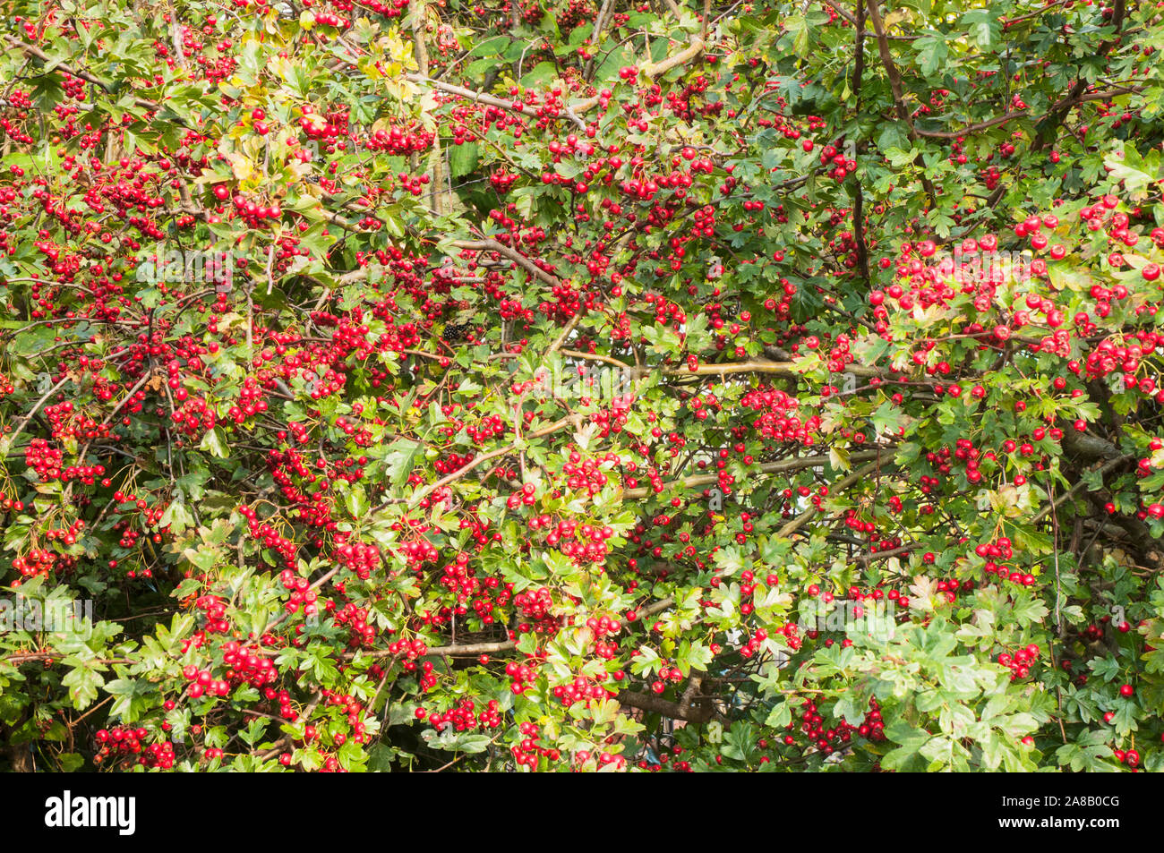 Rote Beeren im Herbst auf einer gemeinsamen Weißdorn Rosa moschata Bush im frühen Herbst. Ein Dorniger Strauch, der für eine undurchdringliche Hecke ideal ist Stockfoto