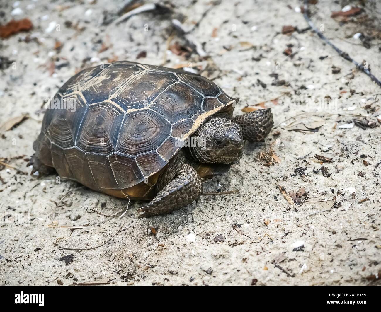 In der Nähe von gefährdeten Schildkröte in Florida Stockfoto