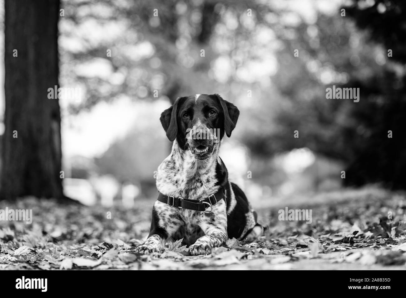 Schwarze und weisse Hund Festlegung im Herbst Blätter mit seinen Mund öffnen. Schwarz und Weiß. Stockfoto