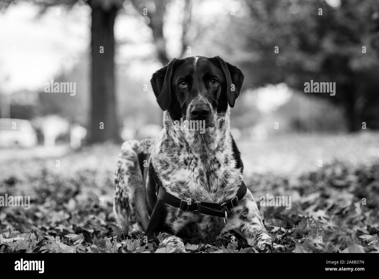 Schwarze und weisse Hund Festlegung im Herbst Blätter mit seinen Mund öffnen. Schwarz und Weiß. Stockfoto