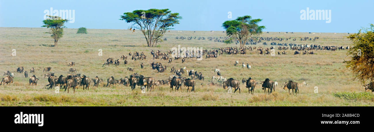 Herde von Gnus und Zebras in einem Feld, Ngorongoro Conservation Area, Region Arusha, Tansania Stockfoto